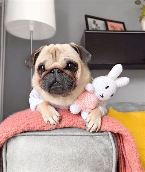 Loulou the Pug (@pugloulou) • Instagram photos and videos