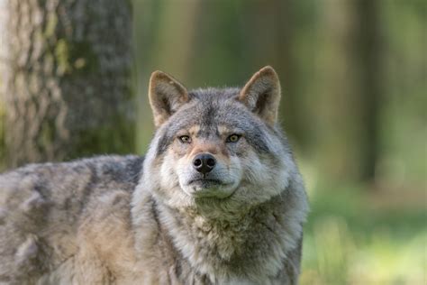 Loup loup. Loup definition: . See examples of LOUP used in a sentence. 