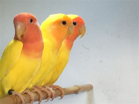 Love bird for sale. Ad Type. For Sale. Gender. N/A. Fly Babies lovebirds can make good pets. They are affectionate, intelligent, and social birds that can be trained to do tricks. They are also relatively…. View Details. $199. 