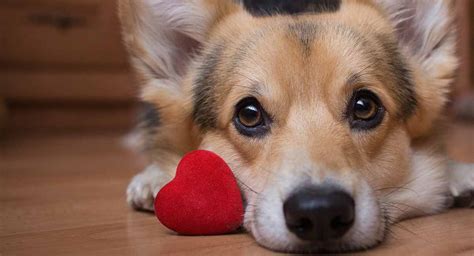 Love dog. Things To Know About Love dog. 