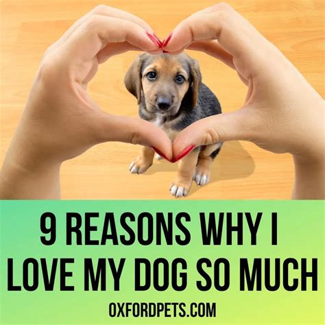 Love my dog. Things To Know About Love my dog. 