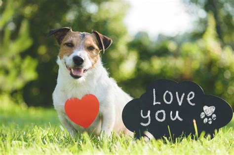 Love your dog. When you and your dog maintain eye contact, both of you get a boost in oxytocin. This hormone strengthens social bonds and lets your dog literally “feel the love.” Long gazes … 