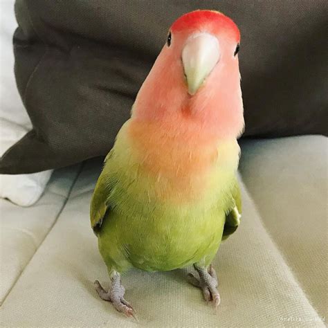 Lovebirds for sale near me. Browse through available lovebirds for sale and adoption in washington by aviaries, breeders and bird rescues. ... Young peach face love birds $100 each. Thousand ... 
