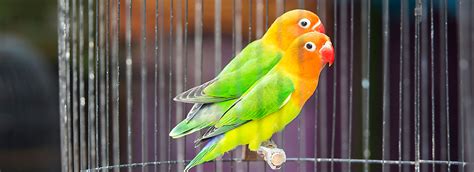 Lovebirds for sale petsmart. Lovebirds. Out of Stock. View All Birds. These charming, brilliantly colored birds are hardy and easy to care for. Keeping a single lovebird can be very rewarding for those able to provide the vast time and affection they crave; in most cases though, keeping a pair of birds is recommended. Ask About Me. 