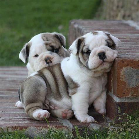 Lovely Bulldog Puppies