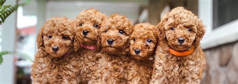 Puppies.com will help you find your perfect Goldendoodle puppy for sale in Warsaw, NY. We've connected loving homes to reputable breeders since 2003 and we want to help ….