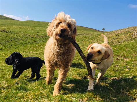 Lovely fun bunch of hounds on... - Happy Hounds Kendal Facebook