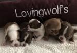 Lovingwolf chihuahuas. com/website Lovingwolf&rsquo;s Chihuahuas CT lovingwolfschihuah. ...
