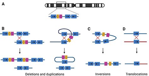 Low Copy Repeats - an overview ScienceDirect Topics