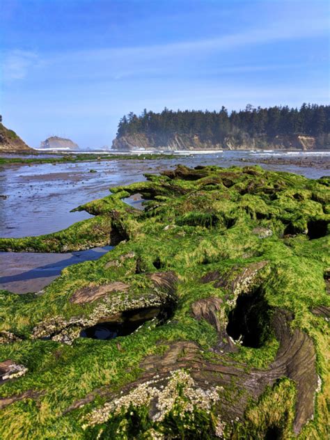 Low tide coos bay. The basic lunar cycle of a body of water consists of two high tides and two low tides, which occur every 24 hours and 50 minutes. The basic cycle of solar tides is 24 hours. 