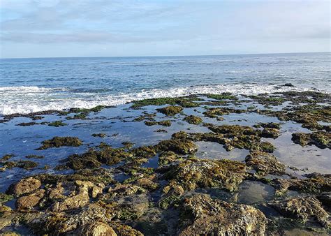 Low tide today santa cruz. The extreme low tides, expose tide pools rarely seen and allow miles of beach walking and extended exploration. The upcoming official King Tide dates are January 11 and 12, 2024, and February 9, 2024, however, there are even more dates with these extreme tides! 