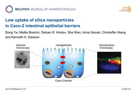 Low uptake of silica nanoparticles in Caco-2 intestinal epithelial ...