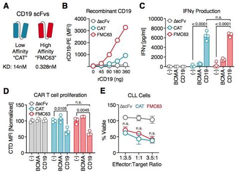 Low-affinity CAR T cells exhibit reduced trogocytosis ... - bioRxiv