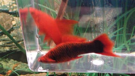 Low-fin red alpha ♂ & hi-fin ruby red ♀ swordtails (2024)