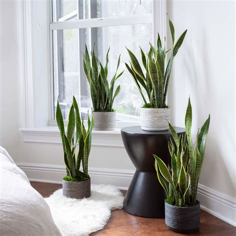 Aug 8, 2021 · On the hunt for a tall houseplant to invigorate a bare corner, provide privacy from a window, or just add a pop of life to your space? Look no further than these 11 …. 