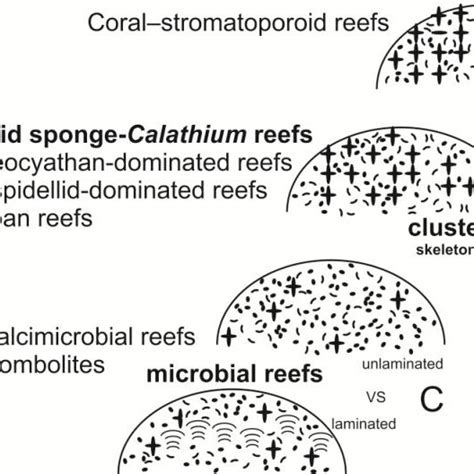 Lower Ordovician lithistid sponges from the eastern Yangtze …