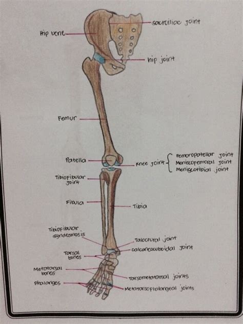 Lower appendicular skeleton Anatomy And Physiology, Biology, Skeleton