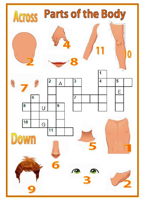 Lower body parts - crossword puzzle clues & answers