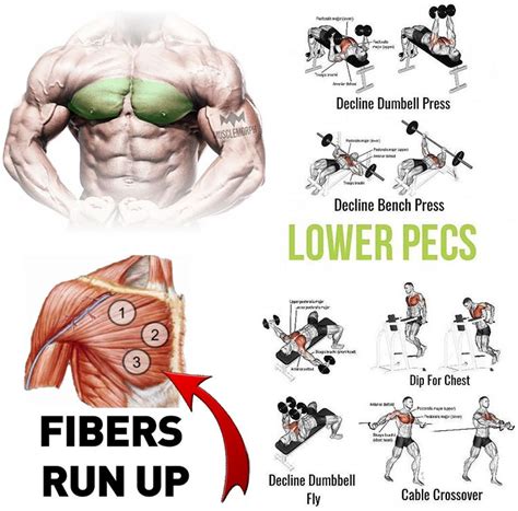 Lower pec workout. May 19, 2022 ... be sure to control the descent. and get deep to provide. the packs inadequate stretch under tension. just don't let the shoulders roll forward. 