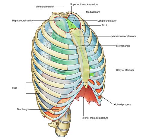 Lower thorax location.  It passes through the upper edge of the vertebral...