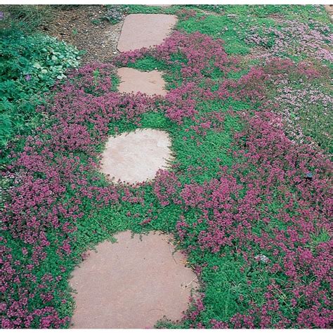 How to Plant Creeping Thyme. 1. Prepare the Area. The first thing you need to do is prepare the area where you're going to plant the creeping thyme. To do so, start by removing the already present grass. There are a couple of ways to accomplish that.. 