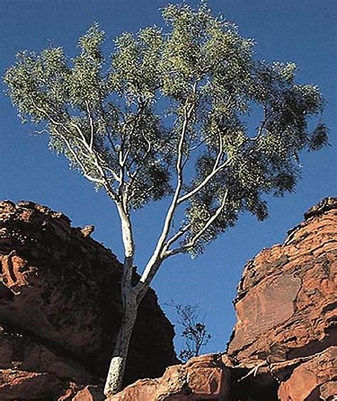 Find Eucalyptus artificial plants & flow