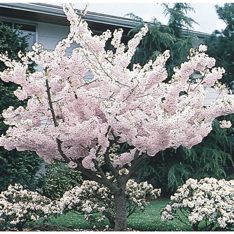 Lowes flowering trees. Things To Know About Lowes flowering trees. 