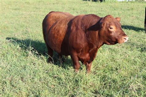 Lowline angus for sale near me. Aberdeen Angus Bulls For Sale South Fork Legendary American Aberdeen Lowline Bulls - Introduces low birth weight calving ease, docility & ideal carcass weight Grass Fed Beef For Sale 
