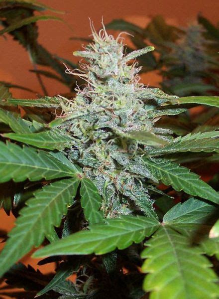 Lowryder 2 Feminized Cannabis Seeds - Buy From MSNL