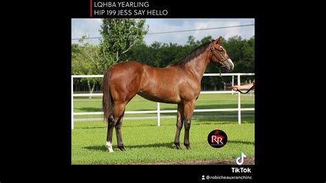 FIRST CONDITION BOOK NOW AVAILABLE FOR OAKLAWN MEET. . Lqhba