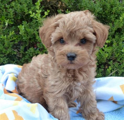 Lsn puppies. Friendly mini Cockapoo puppies. $800 Clarkrange, TN. 19 hrs. Featured Goldendoodle F1B' s. $400 Crossville, TN. I am a reputable and responsible breeder dedicated to providing a lifetime of support. all my puppies are bred and hand raised with loving care. my dogs are registered and have clear genetic and hea... 