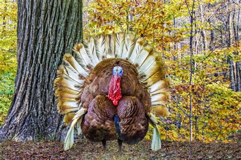Lucas: Let’s put a turkey on Mass. state seal