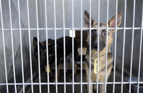 Lucas county dog shelter. (A)(1) Except as otherwise provided in this section or in sections 955.011, 955.012, and 955.16 of the Revised Code, every person who owns, keeps, or harbors a dog more than three months of age shall file, on or after the first day of the applicable December, but before the thirty-first day of the applicable January, in the office of the county auditor of the county in which the dog is kept or ... 