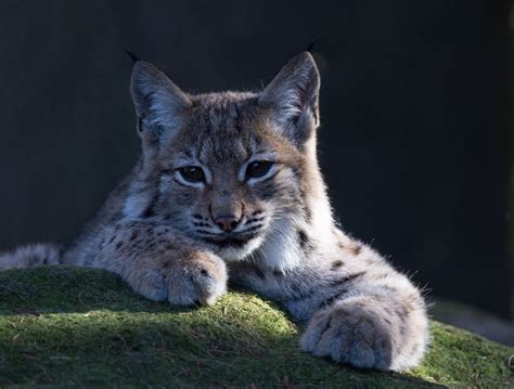 🍆 Luchs Leaked [PPV]