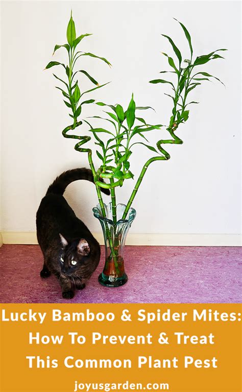 Lucky Bamboo and Spider Mites: How To Prevent Plant …