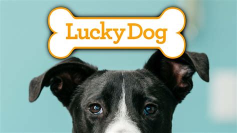 Lucky dog. Here at Lucky Dog Training Center, we believe that working with your dog should be fun and engaging for everyone involved. We base our training on four key points: 1. Learning to Communicate. Dogs don't speak human and we don't speak canine, so communication is essential to living with a furry family member. And that's really what training ... 