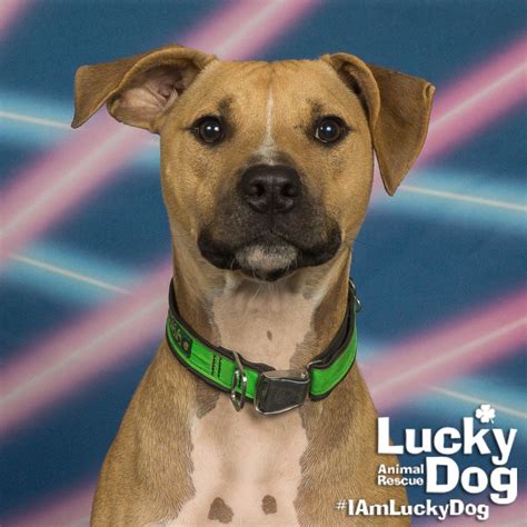 Lucky dog animal rescue. Lucky Dog Animal Rescue does our best to provide accurate information about the dogs we have for adoption. That said, we cannot make any guarantees about age, breed or&nbsp;temperament. &nbsp; 