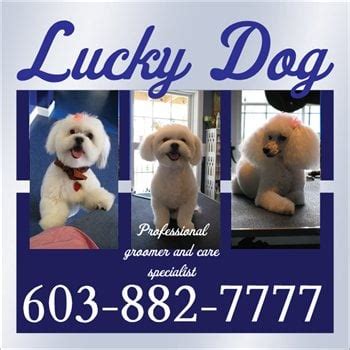 Lucky dog grooming. 131 reviews and 62 photos of Lucky Dog Grooming "Lucky Dog did a GREAT job on my not-always-nice cat. Her fur was quite matted - they cleaned her up and called me when they were done. She looks great - not too stressed and I am so happy to … 