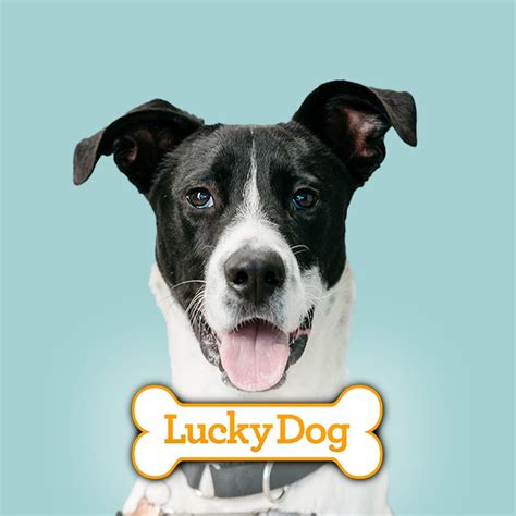 Lucky dog lucky dog. Offering Mobile Grooming and In-Home Senior & Hospice Dog Grooming. See What’s New on Facebook! Check out our Google reviews! 