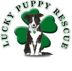 Lucky puppy rescue. Things To Know About Lucky puppy rescue. 