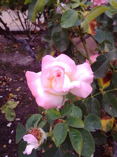 Lucy3Ds Onlyfans Leak 🍆 [SEX VIDEO]