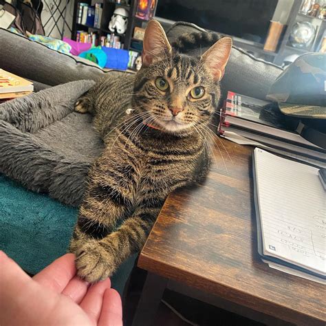 Lucypurr Onlyfans Leak [HD] 🔥