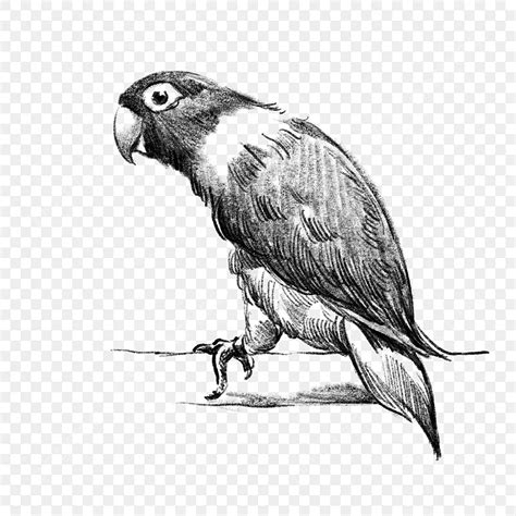 Lukisan burung kakak tua hitam putih. .  ...