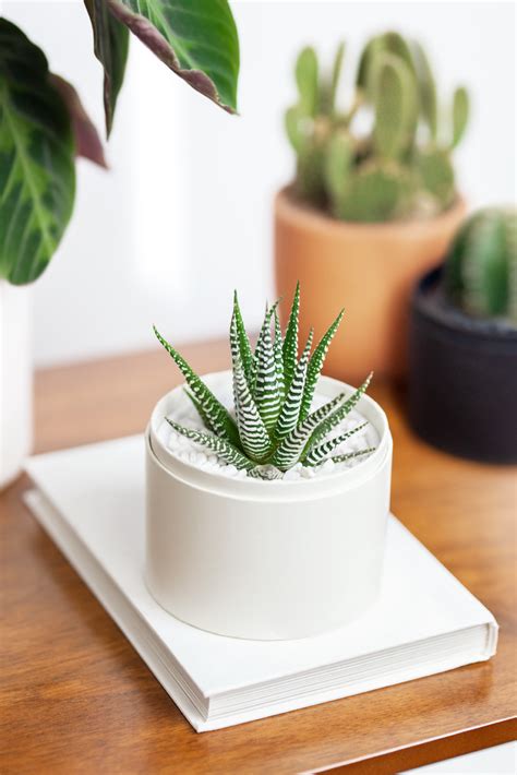 Lulas garden. About Lula's Garden. Succulent Gift Box. Fresh Succulents in a planter gift box. Hand-planted in LA. Ship nationwide. Save at Lula's Garden with 6 active coupons & promos verified by our experts. Choose the best offers & deals starting from 10% to 15% off for March 2024! 