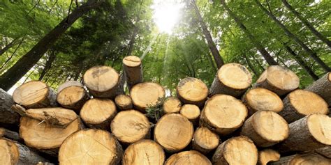 CME Lumber futures were up 2.8% Friday, trading around $373.8 per thousand board feet. Investors interested in the wood market can gain exposure through ETFs that track global timber-related ...
