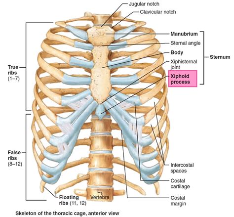 The final portion of the sternum is a triangular-shaped bone called the xiphoid process. The size and shape of the xiphoid process vary person to person.