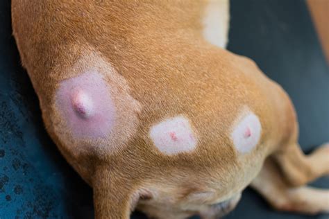 When a lump on a dog’s skin bursts, it’s because it’s filled with blood, pus, or decaying tissue and under pressure. None of these are the case in lipomas. They are not known to burst in the same way some other masses or skin issues might (for example, cysts can burst ). Lipomas tend to remain comfortably contained within their capsule .... 