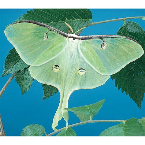 Luna moth cocoon for sale. The luna moth ( Actias luna) can be found throughout much of the eastern half of the U.S. It is one of our larger native moths with a wingspan of approximately 4 – 4.5 inches, or about as wide as one and a half post-it notes from the widest point on one wing to the widest point of the other wing. Luna moths are a beautiful pale green with ... 