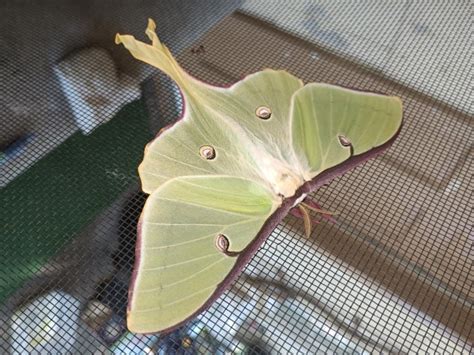 Students will be in awe of the beauty, elegance, and size of one of our most popular and unique saturniid moths, the luna moth. Easy to care for, the moth is light green with a long tail and has an average wingspan of 4 to 5-1/2. No feeding is necessary. With no mouthparts, the adults devote their .... 