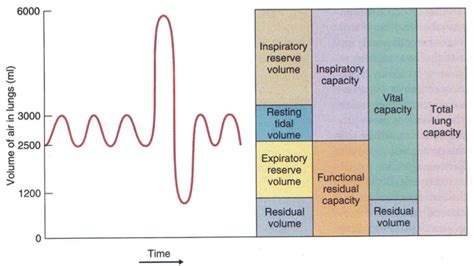 Lung Capacity And Volume Chart